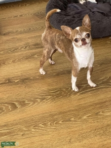 AKC Chocolate Brindle Chihuahua Stud  Listing Image
