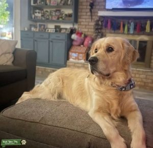 AKC registered light golden stud Listing Image