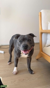 Pedigree English Staffy Stud - Amazing Temperament and Lovely Dog (From the UK)  Listing Image