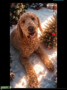 Standard Goldendoodle Listing Image