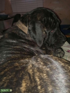 Purebred Mastiff (English) bitch Looking for first stud (now) Listing Image