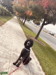 Black Standard Poodle  Listing Image