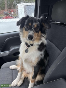 Looking for a stud for my Australian shepherd Listing Image