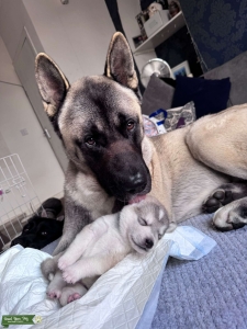 American akita  Listing Image
