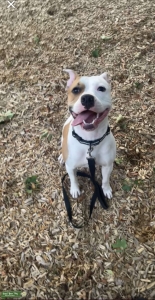 Rednose pit wanting first litter Listing Image