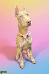 White Melanistic Doberman Listing Image