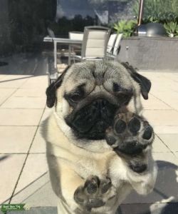 100% Purebreed Pug Stud Service Listing Image