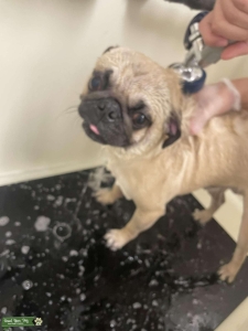 Fawn Pug Stud Listing Image