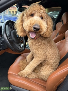 Apricot golden doodle Listing Image