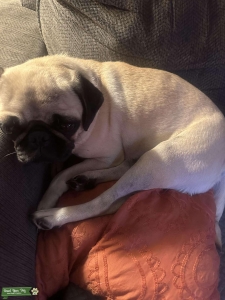 Female pug wants puppies… open to other breeds  Listing Image