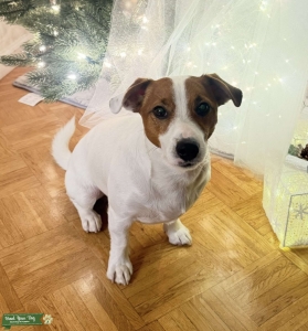 Purebred Jack Russell Terrier Stud — Excellent Pedigree Male Listing Image
