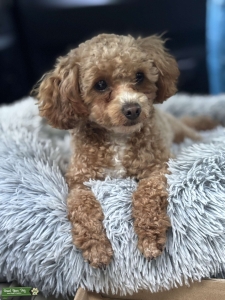 Chloe the Red Toy Poodle Listing Image