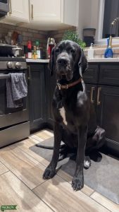 Great Dane looking for stud in 2026 Listing Image