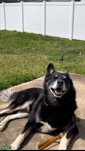 Stud Shepsky Listing Image