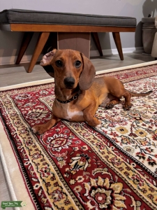 Mini Dachshund Red Short-Hair 1.5 yrs old Pure Bred with Paperwork  Listing Image