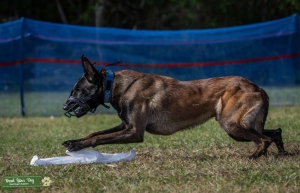 Titled Purebred Malinois for Stud Listing Image