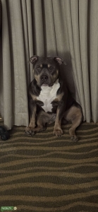 Tri-Colour American Bully Stud Listing Image