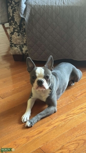 Boston Terrier Stud for hire Listing Image