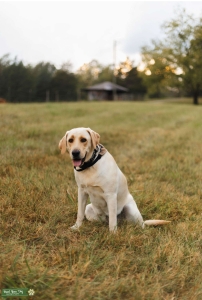 American yellow lab, looking for stud  Listing Image