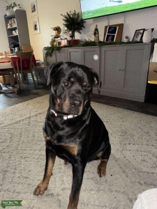 AKC Royal Bloodline Stud Rottweiler  Listing Image