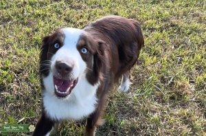 Tri-Color Red Aussie Stud Listing Image