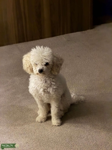 White red eared miniature poodle Listing Image