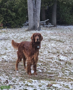 Full Bred Irish Setter - Good Boy  Listing Image