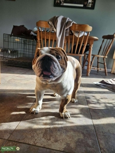 Red and White English Bulldog Listing Image