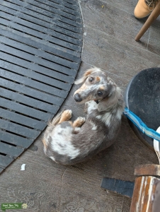 AKC Blue and Tan Dapple Dachshund Listing Image