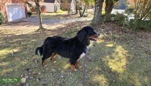 Imported Champion lines Health tested Stud Dog Listing Image