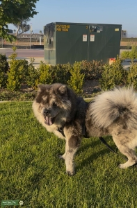 Stunning Blue Merle Chow Chow Available for Stud Listing Image