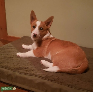 Purebred Cardigan Welsh Corgi Male for breeding Listing Image