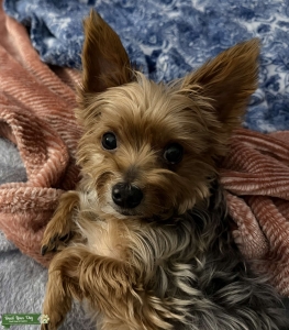 Silver/Brown Yorkshire Terrier Listing Image