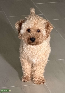 Male Mini Poodle Listing Image
