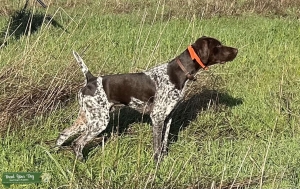 German Shorthaired Pointer Listing Image