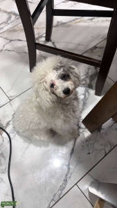 Looking for toy poodle stud  Listing Image