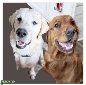 Golden retriever  Listing Image