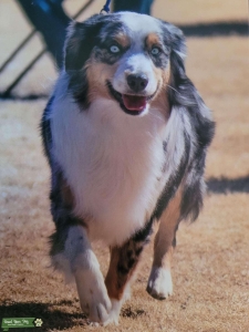 Champion Blue Merle Mini American Shepherd Listing Image