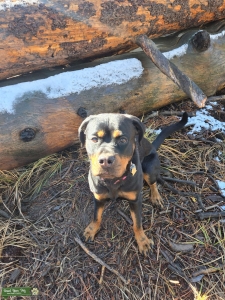 Serbian German Rottweiler AKC female looking for stud Listing Image
