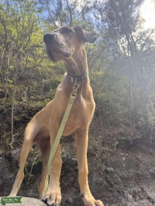In search of healthy AKC sire stud Listing Image