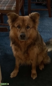 Chow Shepard mix pressured by dad for grandpups Listing Image