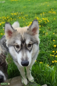 Agouti Siberian Husky  Listing Image