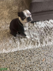 Looking to Mate and make puppies  Listing Image