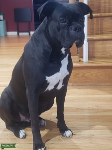 Black Reverse Brindle Boxer Listing Image