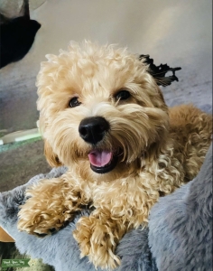 Meet Stan! Shih-Poo Stud Looking for a Lovely Lady to Breed with Listing Image