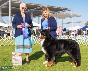 Bernese Mountain Dog stud service Listing Image