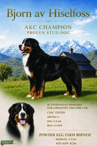 Bernese Mountain Dog stud service Listing Image