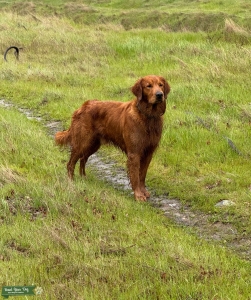 Beautiful Red Golden Retriever Stud Listing Image