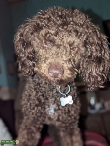 AKC Miniature Poodle Stud Listing Image