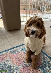 Mini Goldendoodle Stud Listing Image